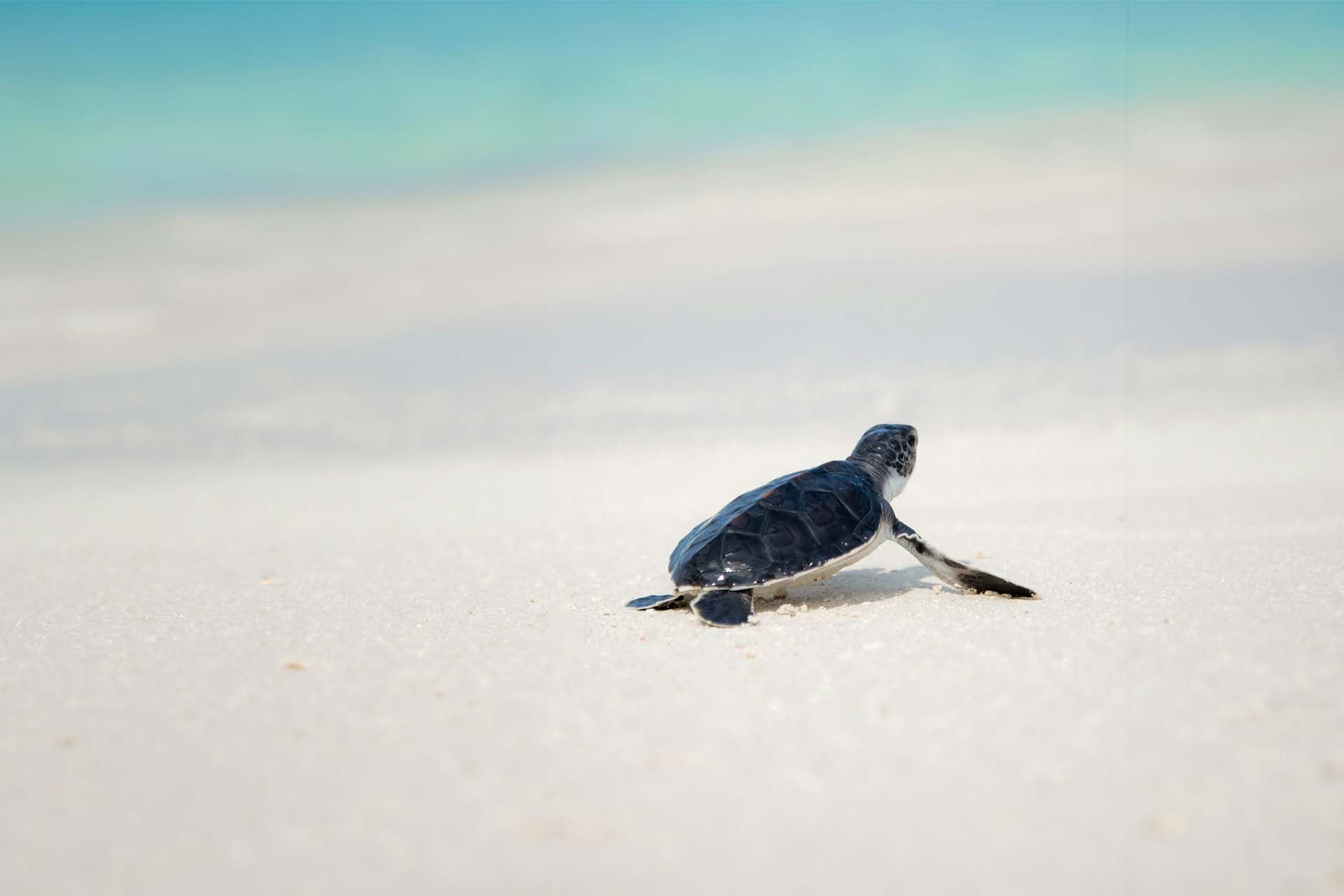 Turtle-friendly amber lighting at Harbour Heights